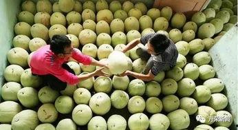 吃白瓜好处有哪些作用,健康生活新选择