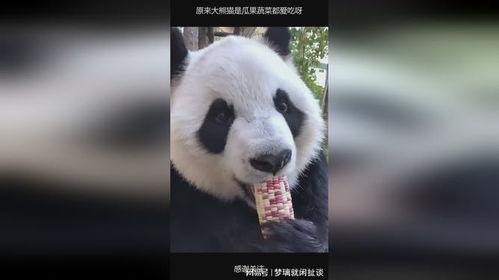 熊猫哎吃瓜,揭秘娱乐圈的甜蜜与苦涩