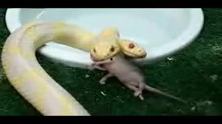 变异老鼠吃瓜,瓜田里的神秘探险