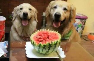 狗罐吃瓜吗,揭秘狗狗与吃瓜的奇妙关系