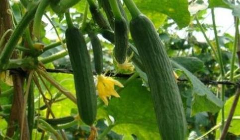 望林府吃瓜,一场吃瓜盛宴背后的权力角逐