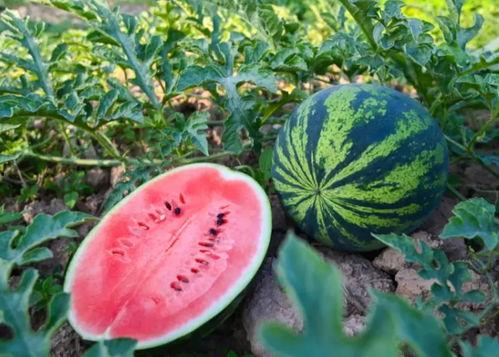 吃瓜许昌,吃瓜群众的美食之旅