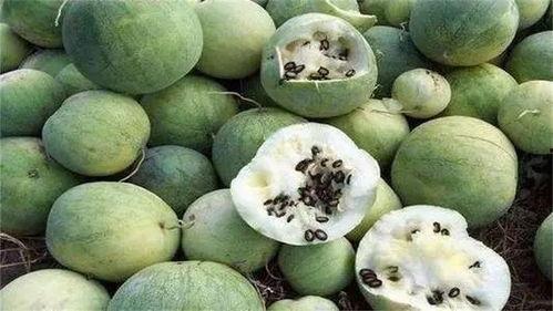 沙漠之瓜怎么吃,沙漠之瓜的多样食法探索