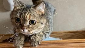 小虎子吃瓜,揭秘娱乐圈幕后故事