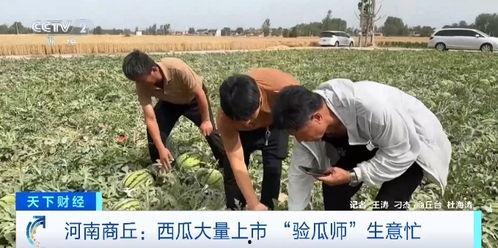 宾县教师吃瓜事件,校园风波背后的真相探寻
