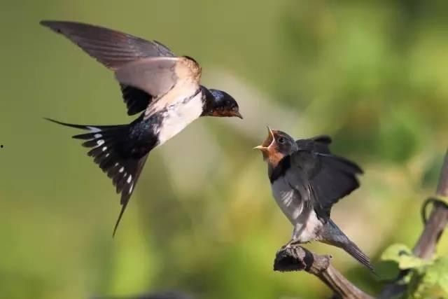 大圣燕子吃瓜,揭秘娱乐圈背后的秘密
