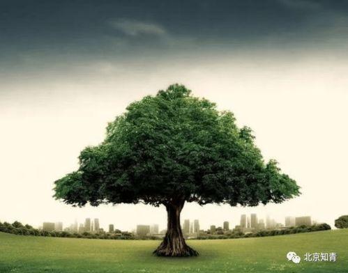 吃瓜大树深度解读,揭秘娱乐圈背后的真相与内幕