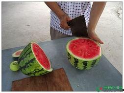 520吃瓜部落,揭秘网络红人的瓜田盛宴