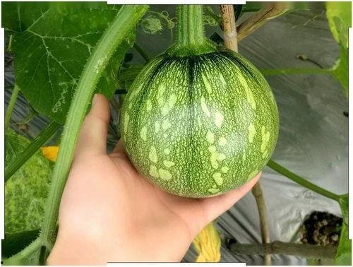 天阳吃瓜,揭秘娱乐圈背后的那些事儿