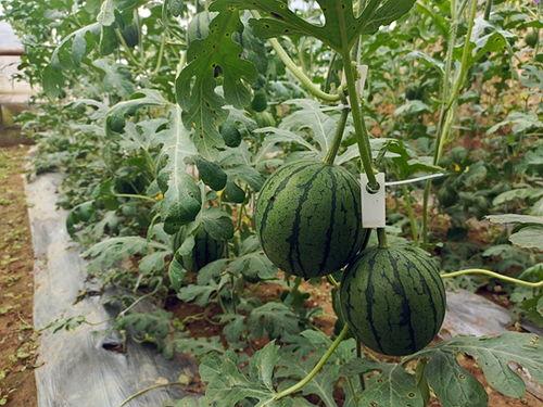 五一最新吃瓜视频,盘点热门视频背后的惊人真相