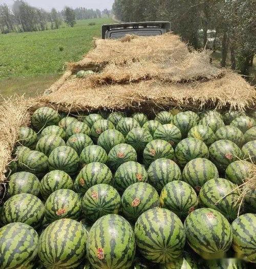 2021值得吃的瓜,那些让人回味无穷的“瓜”