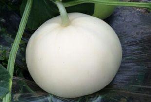 农村吃梨瓜视频