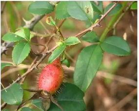 冉冉子吃瓜,揭秘娱乐圈幕后故事