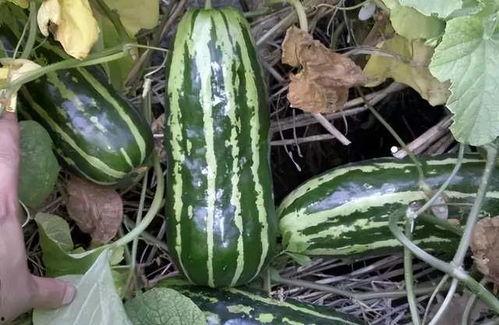 吃瓜是什么味道,一场味蕾的冒险之旅