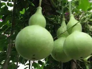 葫芦瓜大概多久炒熟吃,几分钟即可美味享用