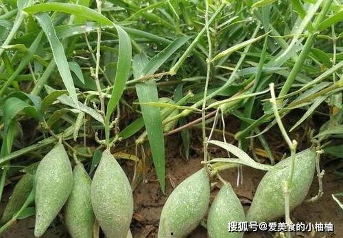 长角牛吃瓜,探寻草原上的独特饮食习惯