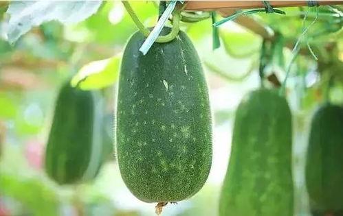 时瓜怎么吃,解锁时令美味新吃法