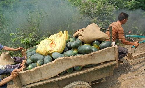 甜王吃瓜和麒麟瓜哪个好