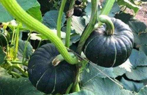 吃瓜少女小瓜,吃瓜少女的甜蜜瓜界探险记