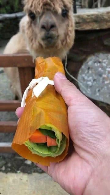 什么动物吃蜜瓜,蜜蜂的甜蜜诱惑