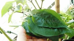 青木森林5555吃瓜,揭秘神秘瓜界风云录