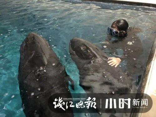 吃瓜里的鲸鱼,揭秘鲸鱼那些不为人知的故事