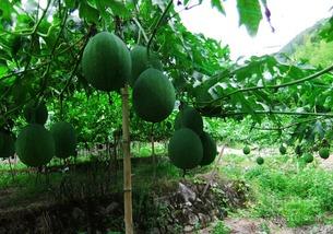 吃吊瓜会长胖吗,吊瓜食用影响体重解析