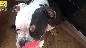 猫咪小狗吃瓜,喵星人与汪星人共享夏日瓜果盛宴