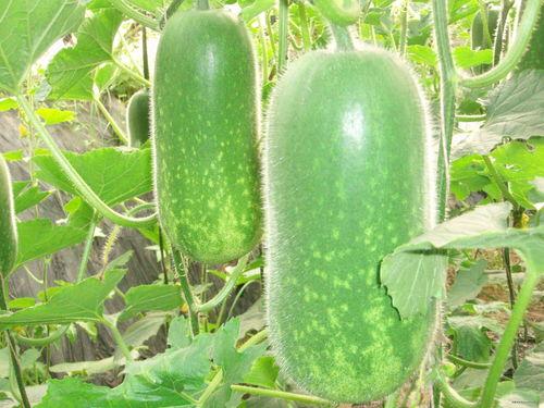 大太阳额吃瓜吃瓜,夏日炎炎，清凉一夏