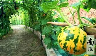 吃瓜搞笑诗句,一场别开生面的吃瓜搞笑盛宴