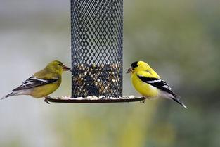 吃瓜的那个鸟,吃瓜鸟的奇妙食旅记