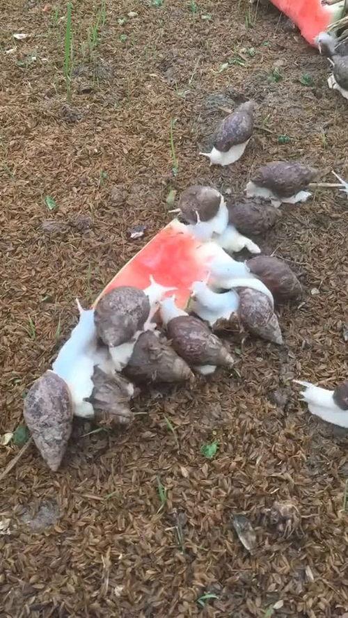 蜗牛吃瓜,一场慢生活与自然的邂逅