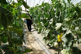 桑村吃瓜视频,揭秘娱乐圈幕后故事